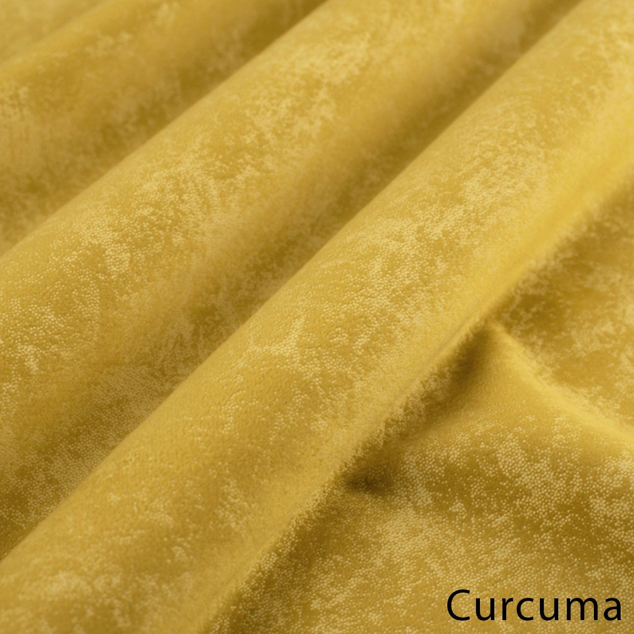 Curcuma