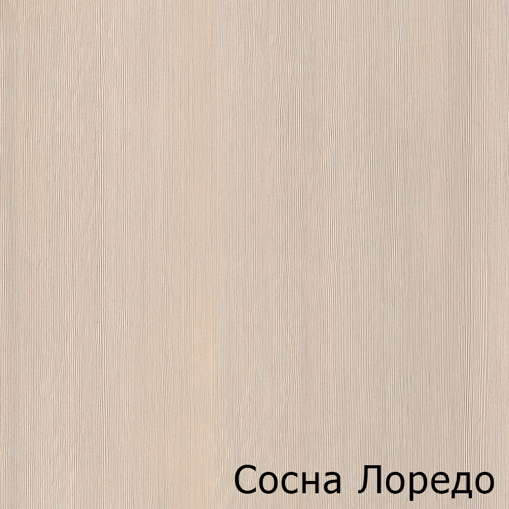 Сосна Лоредо