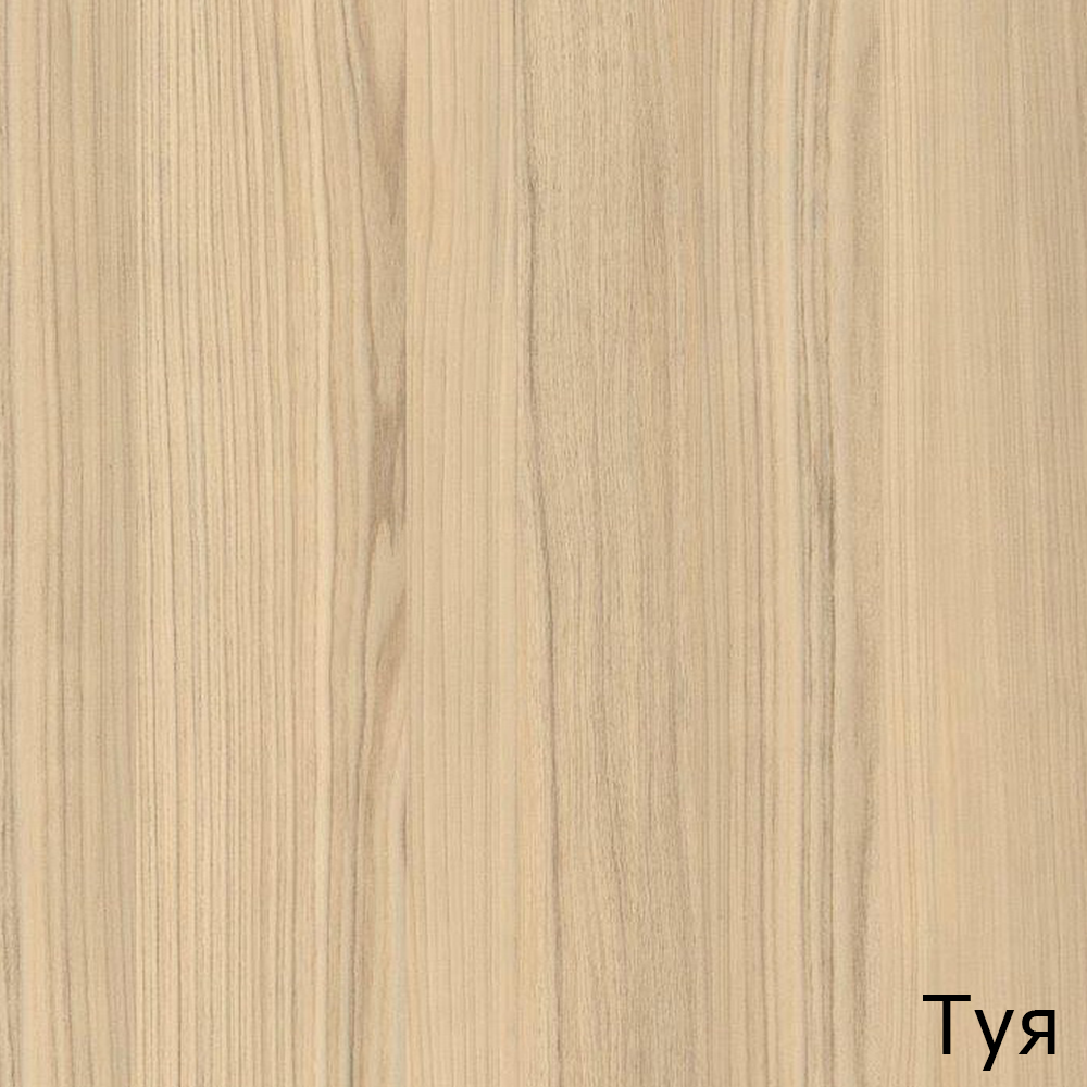 Туя